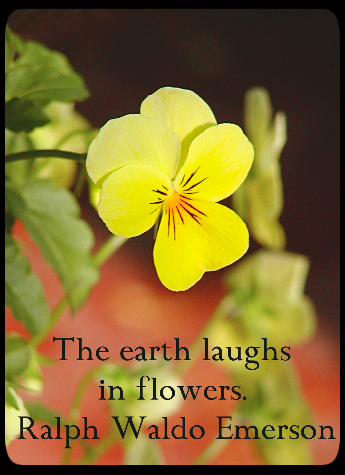 The earth laughs in flowers. ~Ralph Waldo Emerson