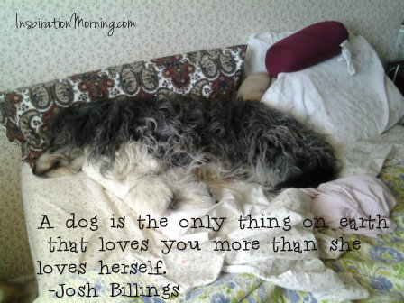 A dog is the only thing on earth  that loves you more than she loves herself.  ~Josh Billings